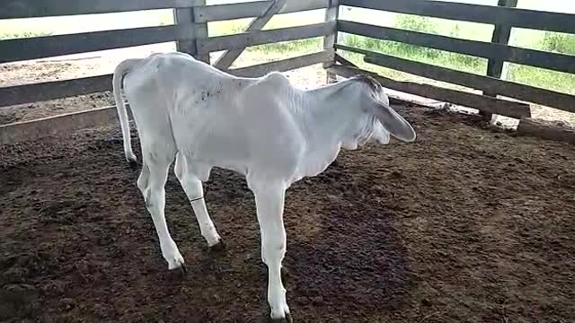 Calf with a week old