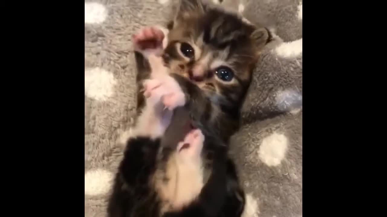 Cutest Animal Compilation 2021. Cute and Funny Animals and Pets.