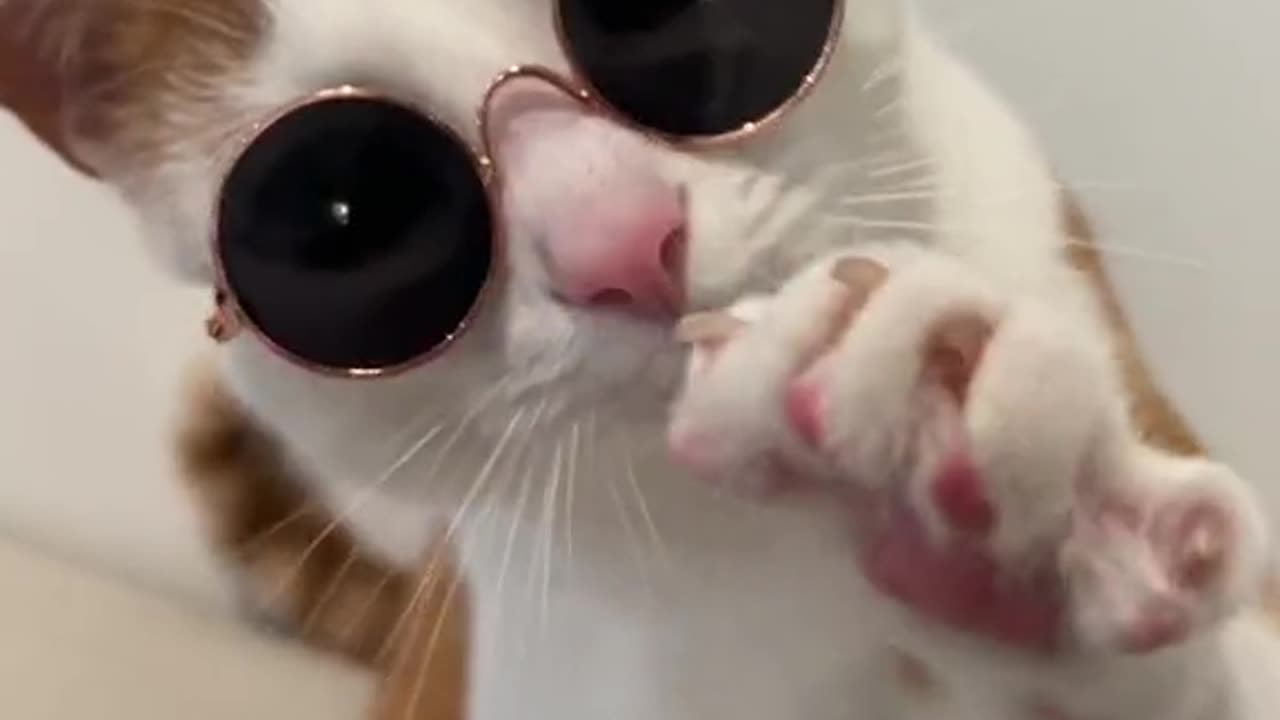 Cat dance video short
