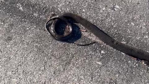 Snake Represents The Fake Guru And The Ants His Coup Commune