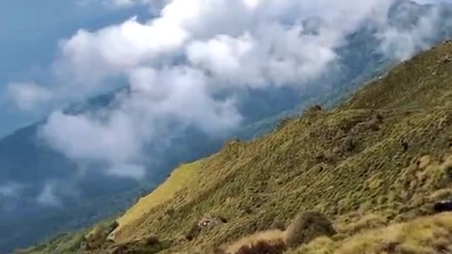 Yaks In Beautiful Mardi Trek