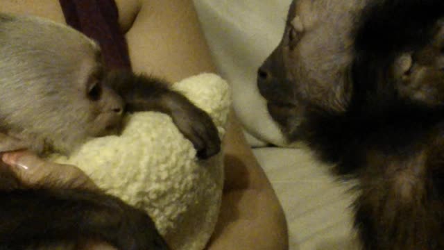 Loving Capuchin Monkey Entertains Baby As Motherly Instincts Kick In