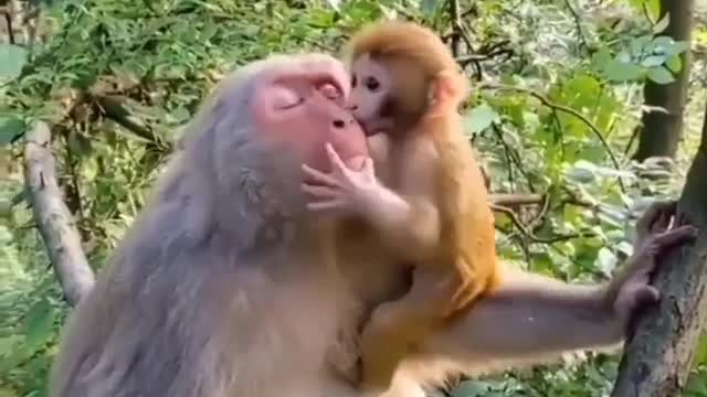 Monkey's love