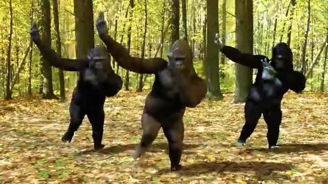 Watch:The crazy thing we do officially (Dancing monkey