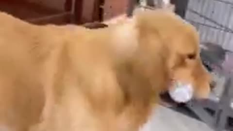 THIS FUNNY DOG IS JUST COPYING HIS MASTER LAMING