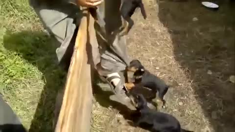 Ruthless Fighting Dog To Death