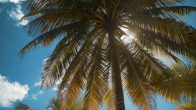 Palm tree on a sunny day