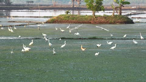 Beautiful birds flying