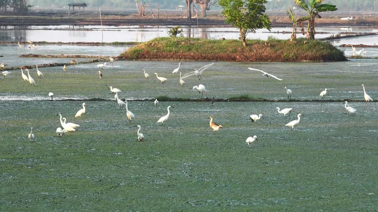 Beautiful birds flying