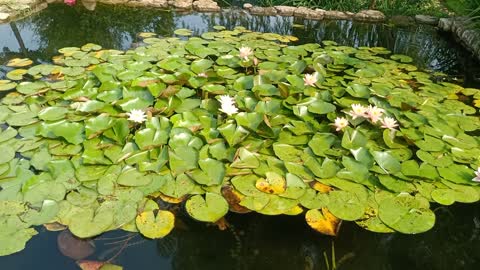 what plants are in this pond