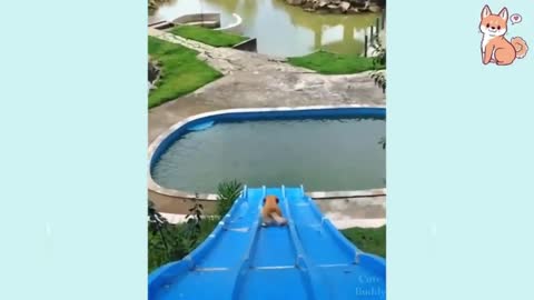 Funny DOG Videos Ever