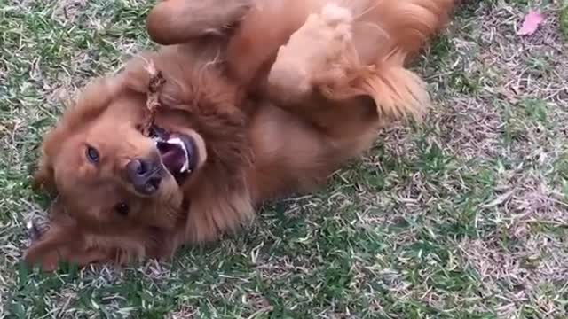 Golden tan dog lays on his back in garden