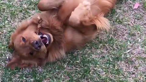 Golden tan dog lays on his back in garden