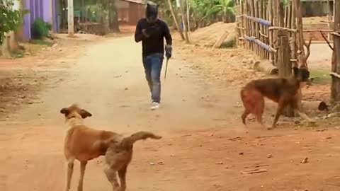 Funny dog prank must watch