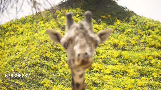 A wild giraffe chewing in a funny way