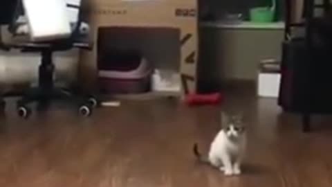 Funny cat sings a song