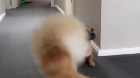 Look this dog move