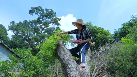 Picking tamarind leaves on abandoned tree for food cooking _ Tamarind soup _ Healthy Food