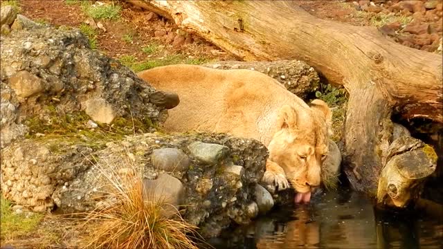 Lion drinking water, wildlife