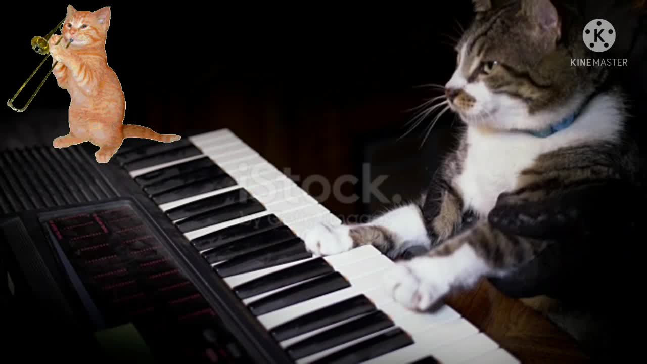 Song of cats