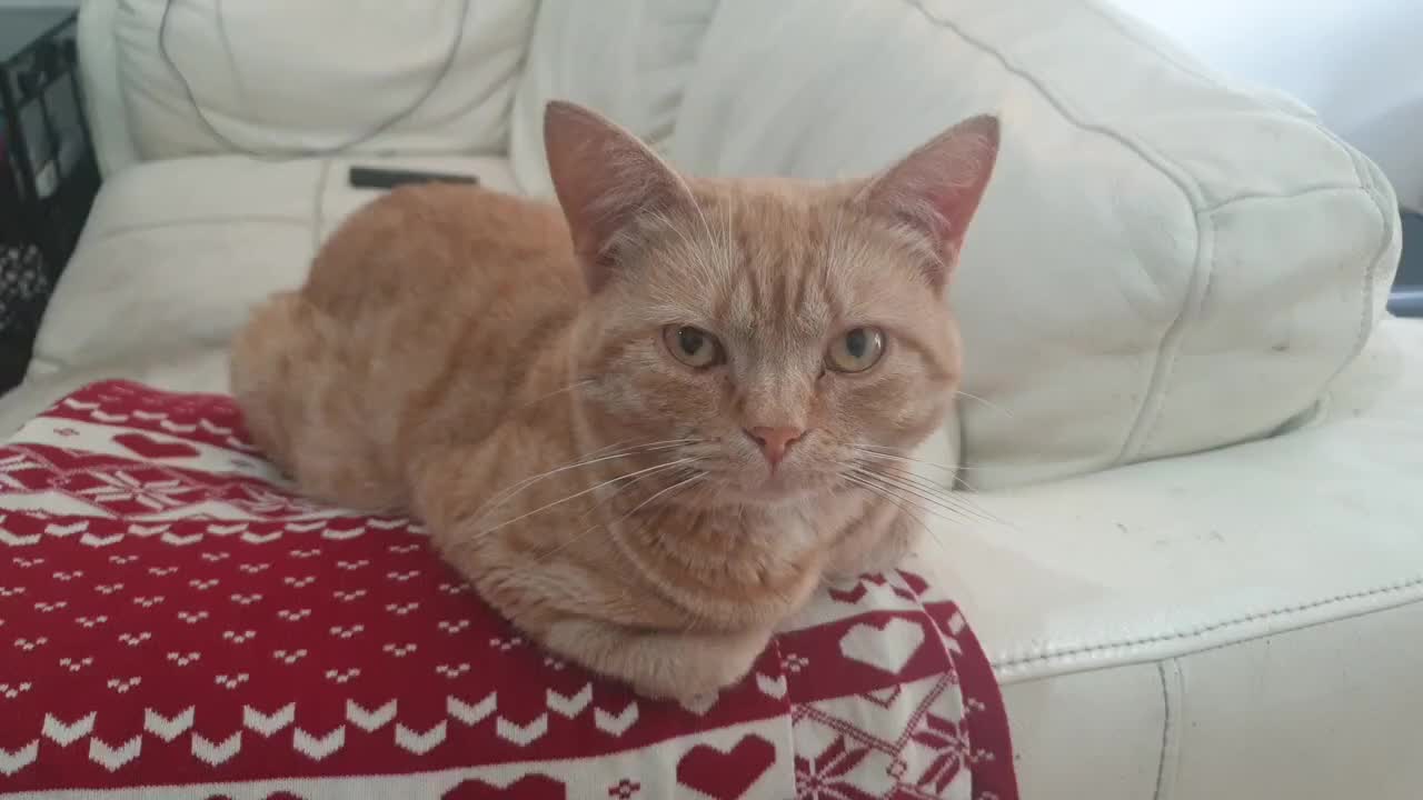 Best of the 2021 funny animals video , this is the funniest and video ever ,it is funny and cute