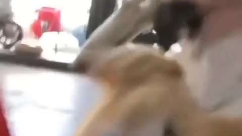 Cat friend