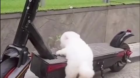 Cute and Funny Dog Videos Puppy Dogs Compilation