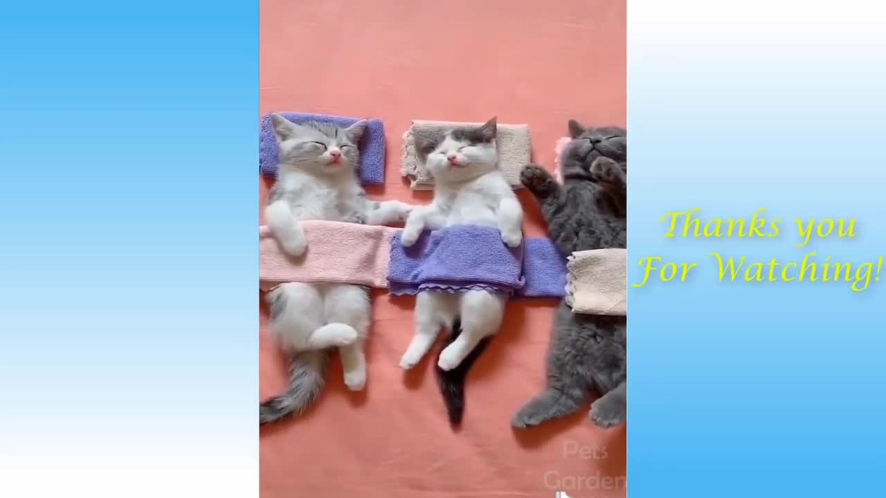 cats, dogs very cute compilation
