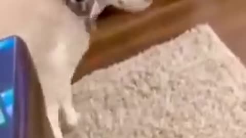 Funniest Animals Ever - Best Of The 2021 - Part 2