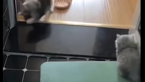 Short Videos of Cute & Adorable Animals - Ep 1