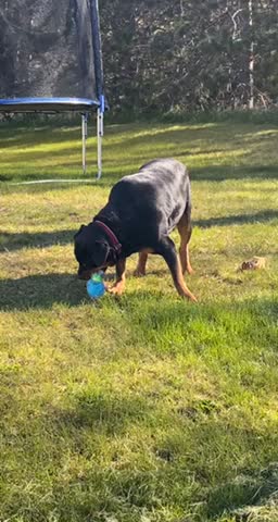 Rottie Vs Unicorn