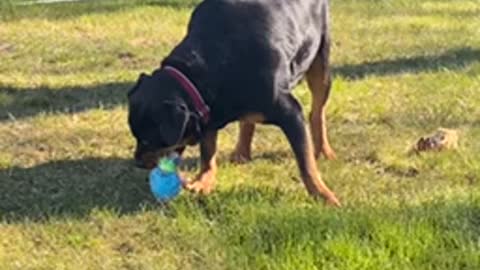 Rottie Vs Unicorn