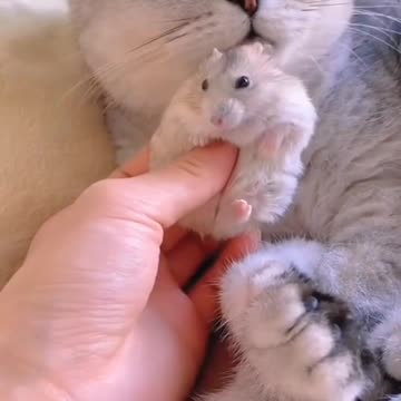 The real Nome and Jerry 👉🐱🐈🐁🐀🤣