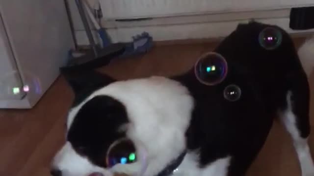 Sheepdog tries to eat bubbles wood floor