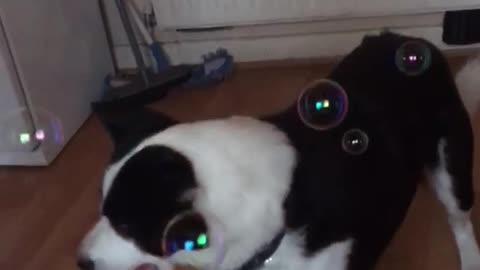 Sheepdog tries to eat bubbles wood floor