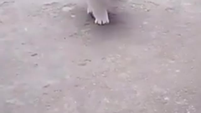 TOP dog Barking videos compilation 2021 🌈🤪 Dog barking sound - Funny dogs