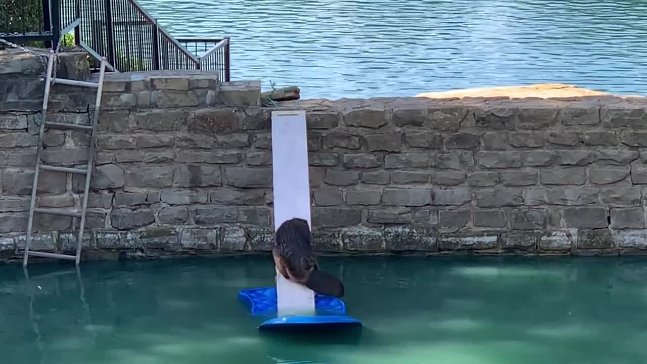 Officers in Texas rescue trapped beaver using makeshift ramp