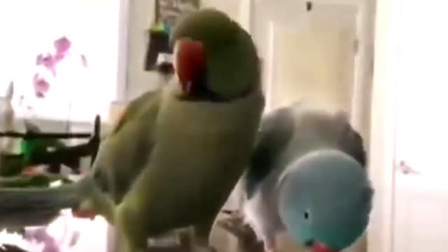 Funny Birds Video 💞💞 Nice Video