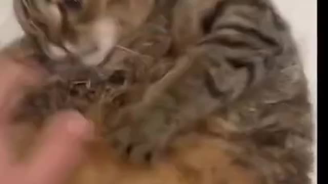 OMG-Cute & Funny Cats-Aww Animals-#Shorts-Baby Cats - @My Animals Home - #cats