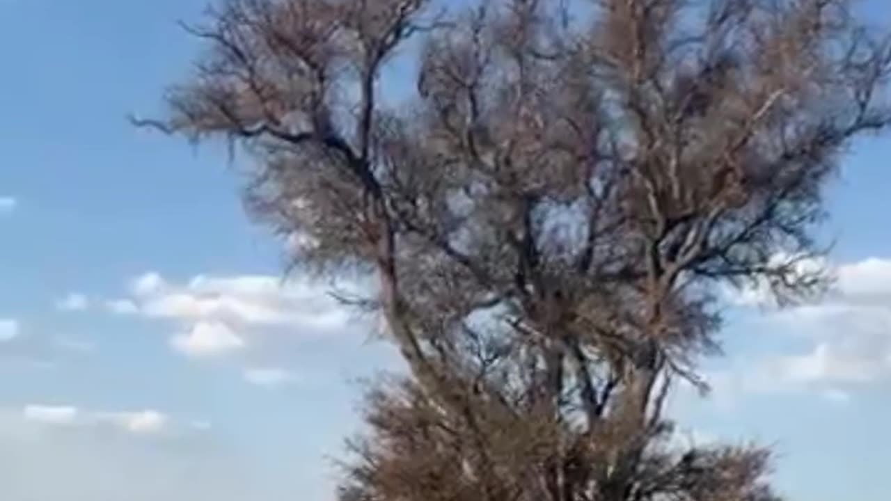 Leopard Catches Monkey Mid-air