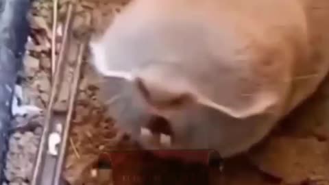strange animal in the world