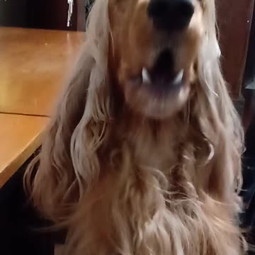 Entertainment dog, cute, viral, Subscribe to my channel, like, share,