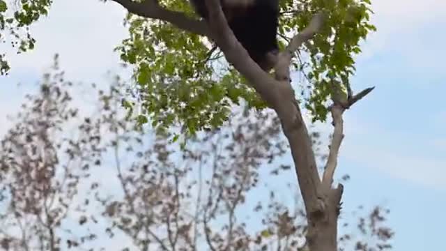 The panda