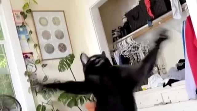 Wild cat dance