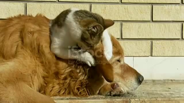 Best ever Funniest Dogs and Cats - Videos