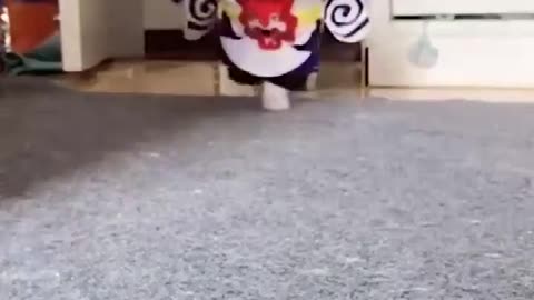 Amazing Cosplay Cats
