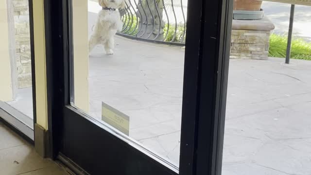 Funny Dog Begs in Window