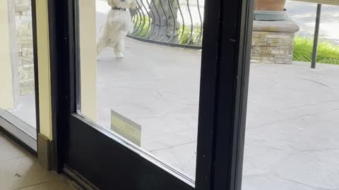 Funny Dog Begs in Window