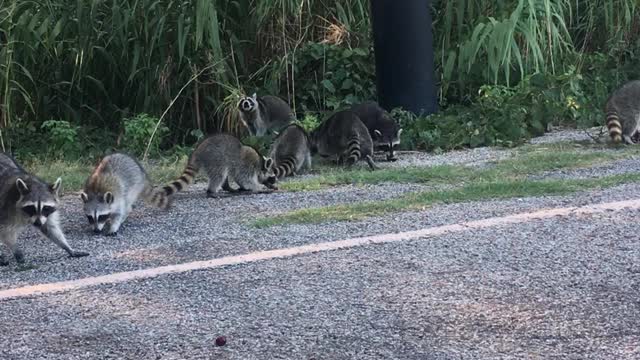 Kind Lady Feeds a Nursery of Raccoons Grapes