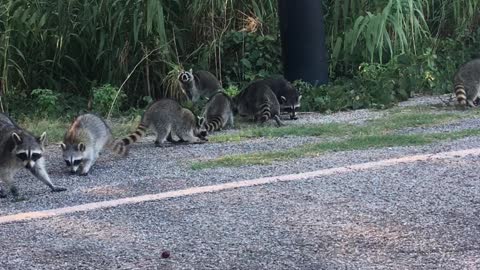 Kind Lady Feeds a Nursery of Raccoons Grapes